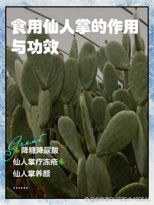 2025年科学结论：仙人掌防辐射无效