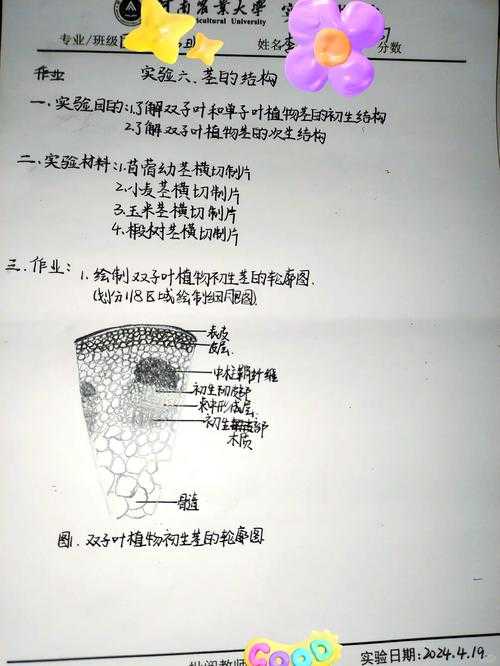 犬科植物根茎的形态结构与生长特征研究
