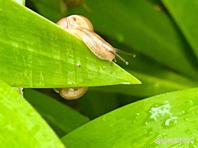 雨后蜗牛爬上水泥墙?5个有效清除妙招