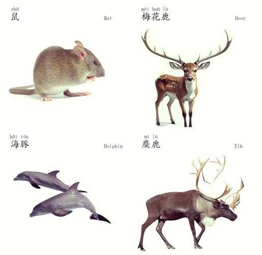 种常见动物名称大全