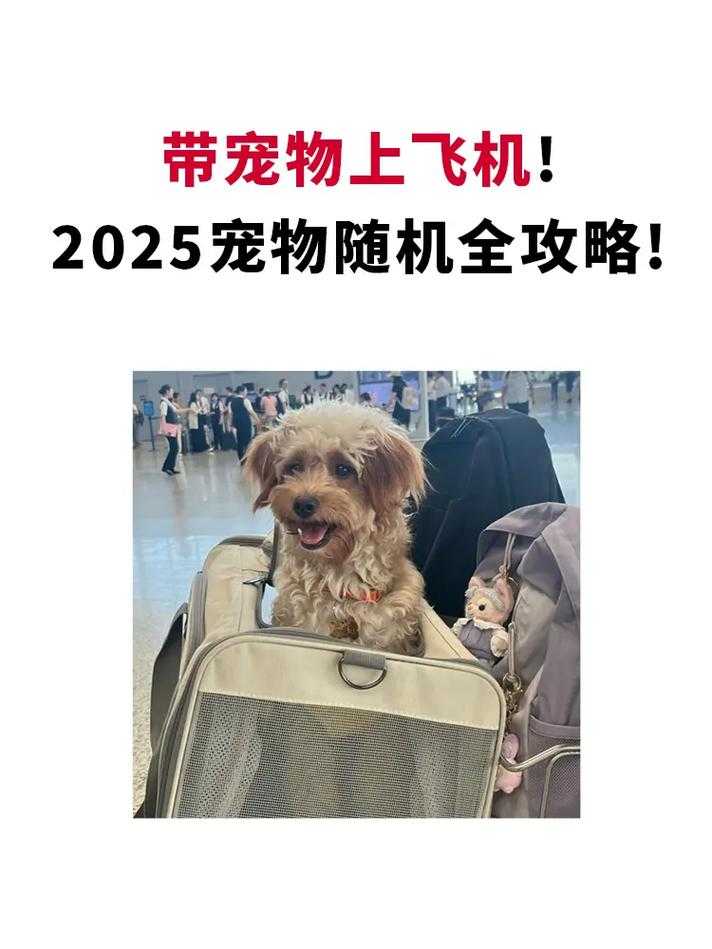 2025年 神曲 宠物养成全攻略 从新手到高玩的进阶指南