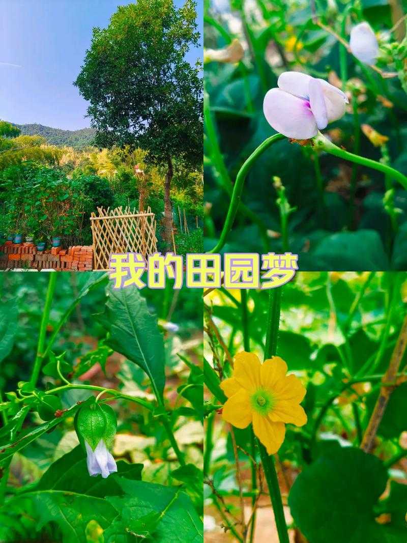 2025年 绿野仙踪 种菜高手养成全攻略