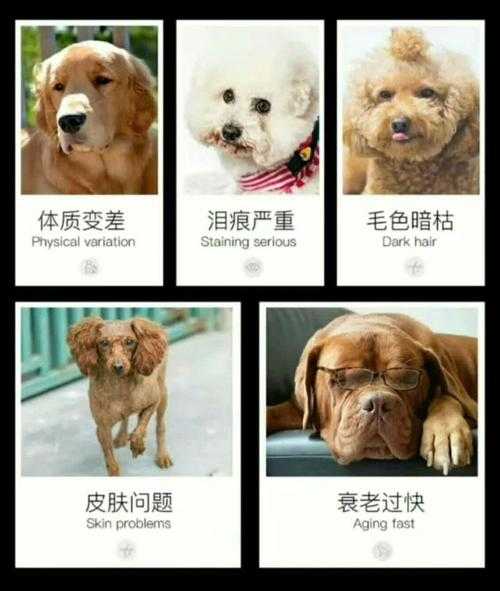 2025年 网游之黄易 宠物系统深度解析